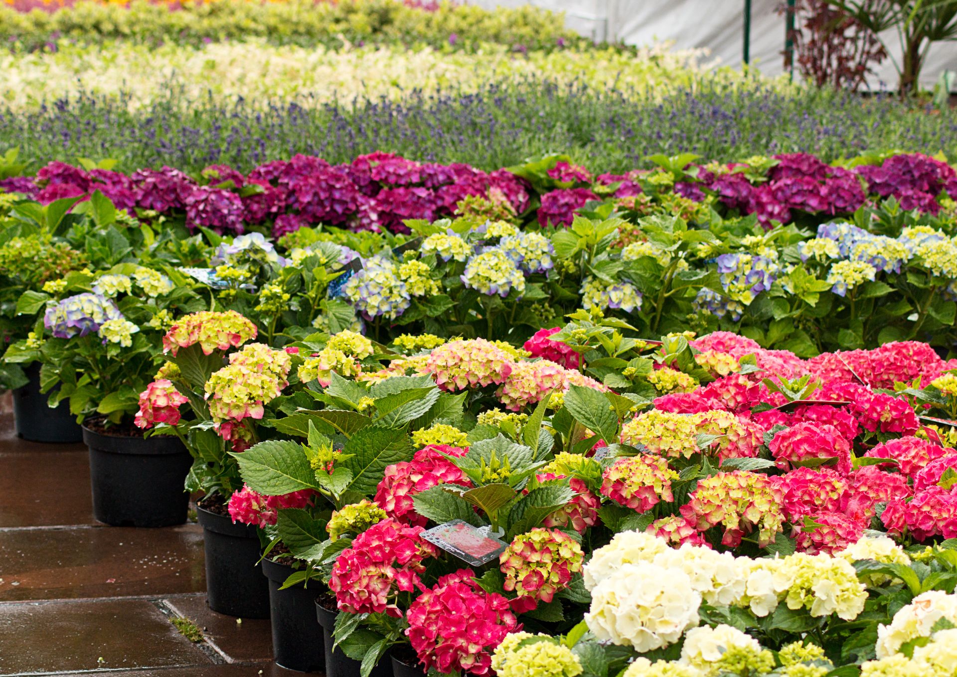 Border Ready Plants and Plant Products