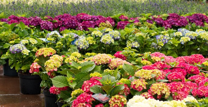 Border Ready Plants and Plant Products